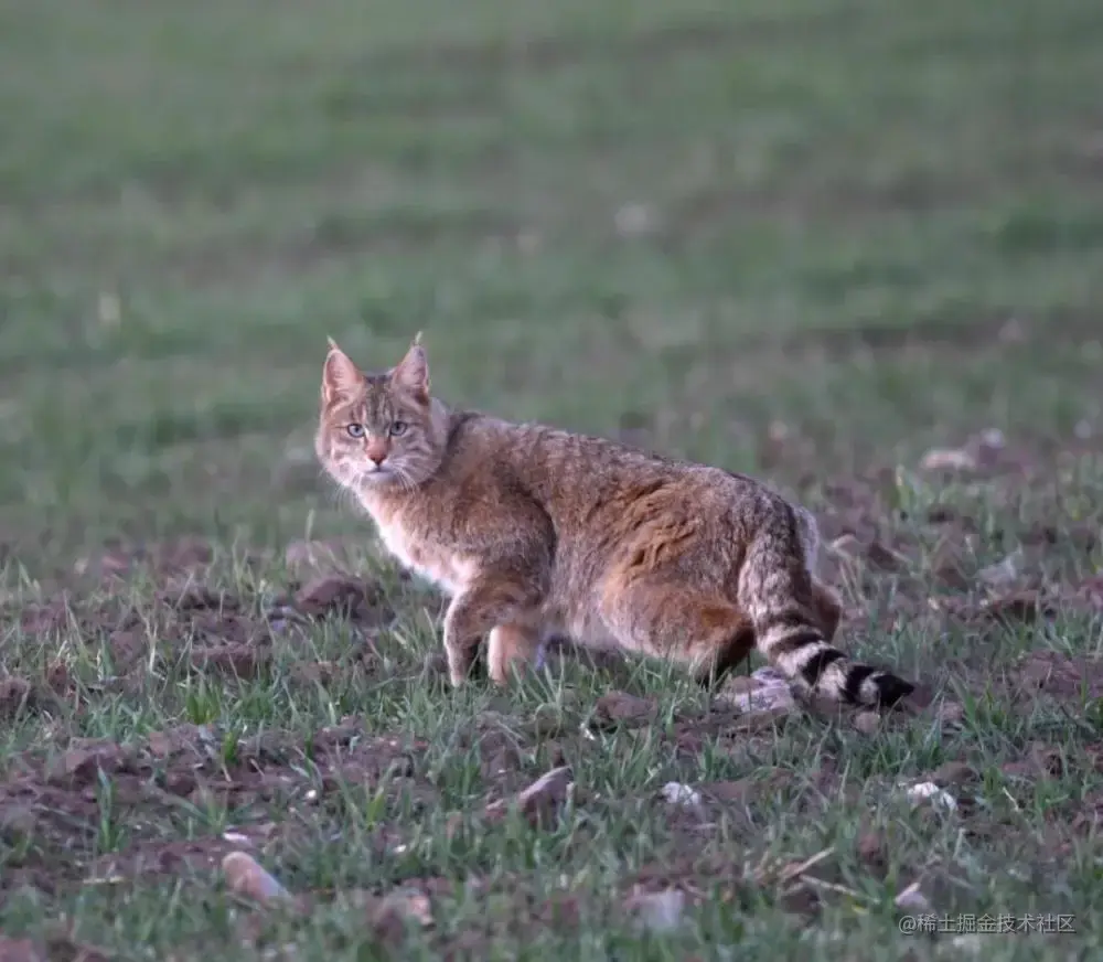 祁连山国家公园青海片区拍摄到的荒漠猫