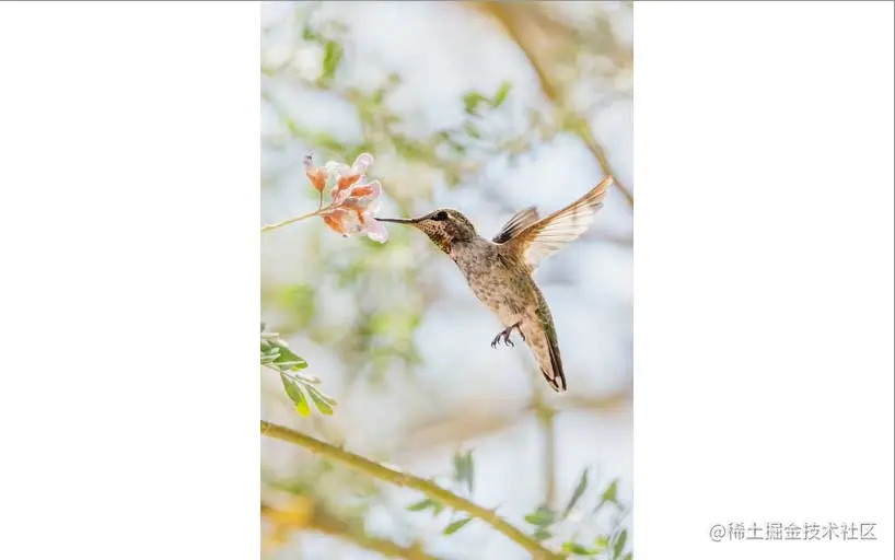 An Anna’s Hummingbird with its beak in a flower. The whole image is contained in the element.