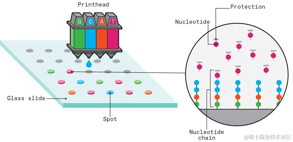 可以使用喷墨系统制造 DNA 微阵列，以在阵列的每个位置构建定制设计的 DNA 链。