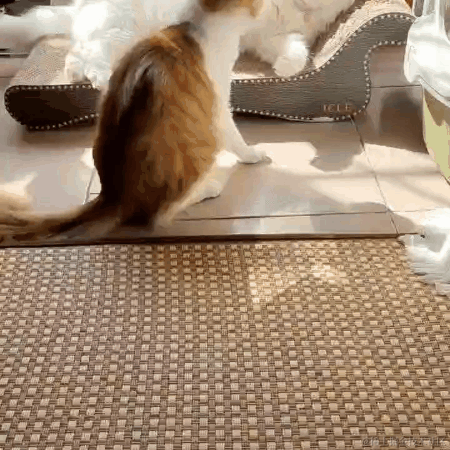 你怎么瘦的像条狗一样于2022-10-20 15:30发布的图片