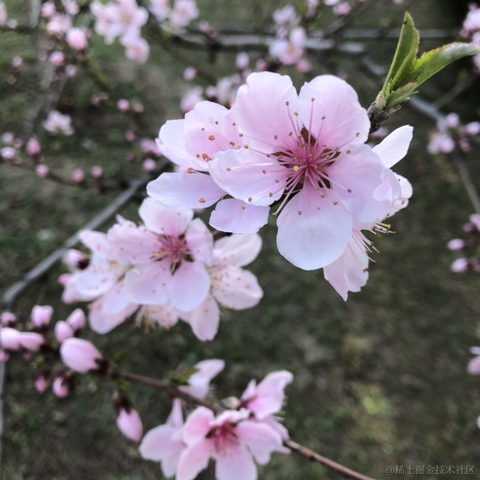 前端精髓于2021-04-04 19:55发布的图片