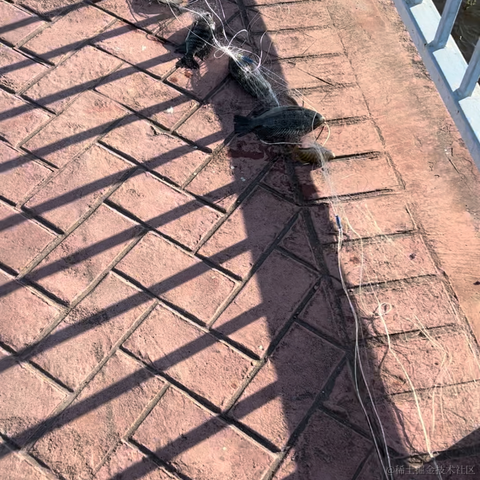 iiopsd于2023-01-18 09:32发布的图片