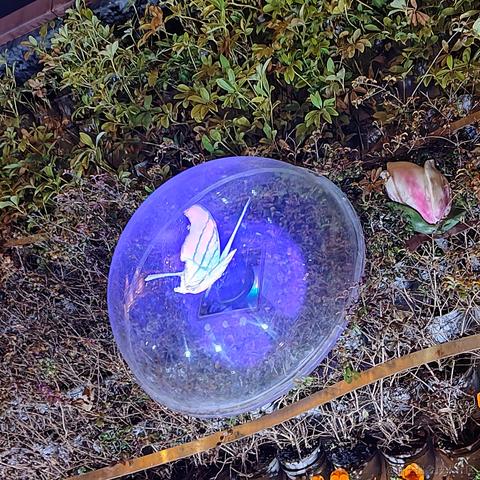 雪尔O_o于2024-01-12 09:31发布的图片