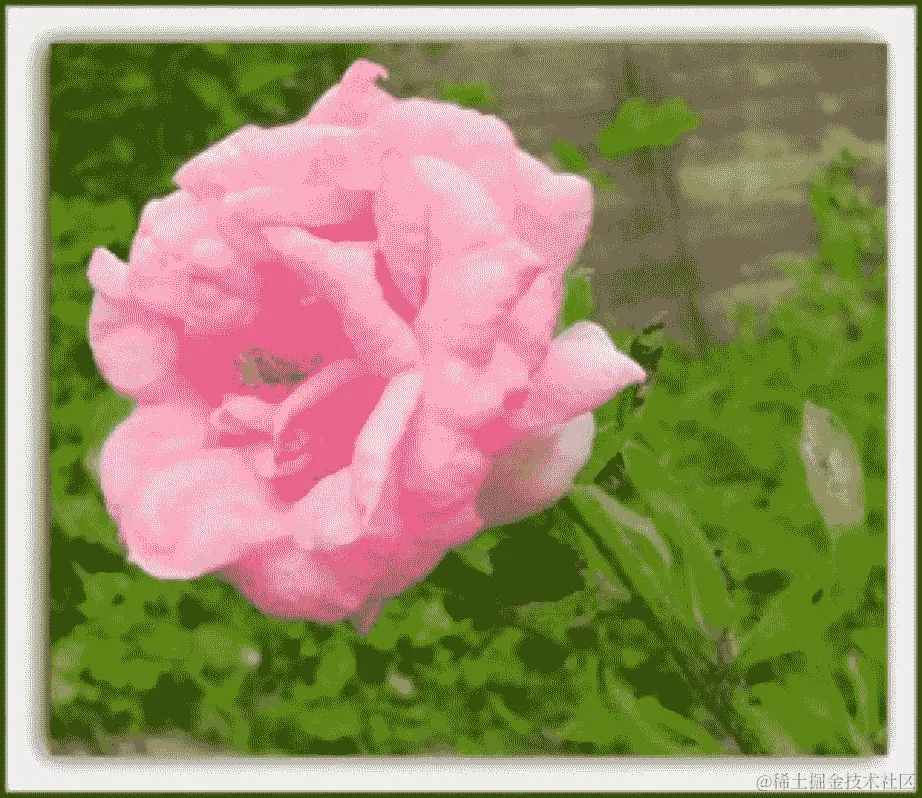 玫瑰图像样本 1