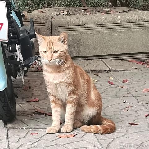 西米酱米西于2022-11-13 02:28发布的图片