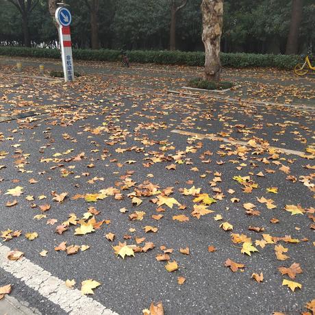 一晚海鸥拉面于2022-11-30 11:20发布的图片