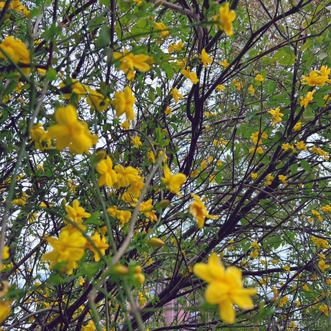 快乐的海绵宝宝于2023-03-20 13:12发布的图片