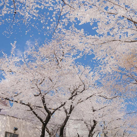 码界西柚于2024-01-29 13:16发布的图片