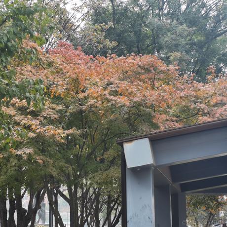 糖醋里脊没了于2022-11-23 12:58发布的图片