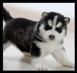 image-20210411233125576