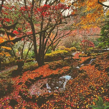 西红柿盖饭于2022-12-02 01:02发布的图片