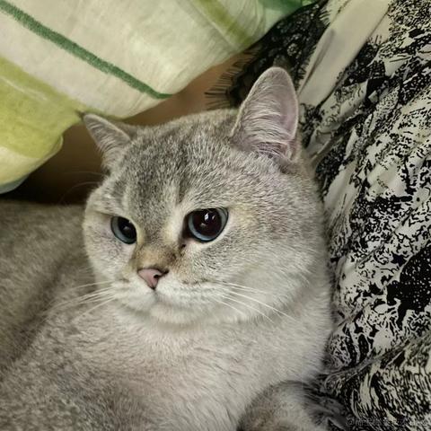 好一个大憨憨于2023-05-16 09:38发布的图片