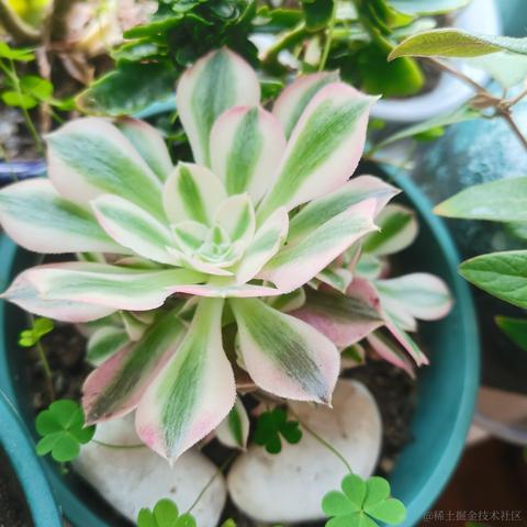 月季花于2022-11-15 11:19发布的图片