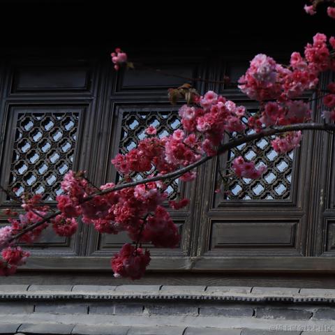 折花赠汝于2023-04-10 15:50发布的图片