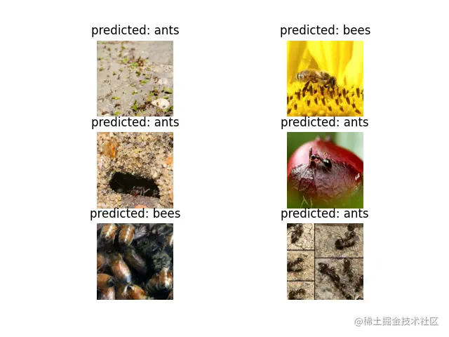 预测：蚂蚁，预测：蜜蜂，预测：蚂蚁，预测：蚂蚁，预测：蜜蜂，预测：蚂蚁