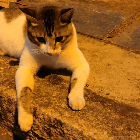 Wei于2022-11-16 23:09发布的图片