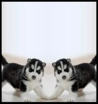 image-20210414110040362