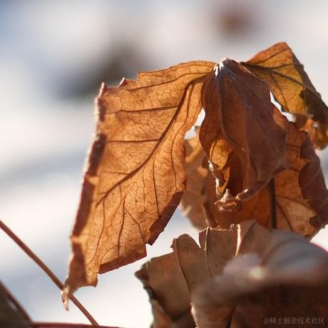 瞌睡柴于2022-11-26 21:33发布的图片