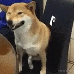 哈哈哈呵呵呵.gif