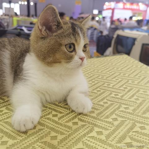 不思进取的菜菜于2023-05-28 21:21发布的图片