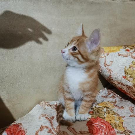 鲨脆脆脆于2023-06-03 17:56发布的图片