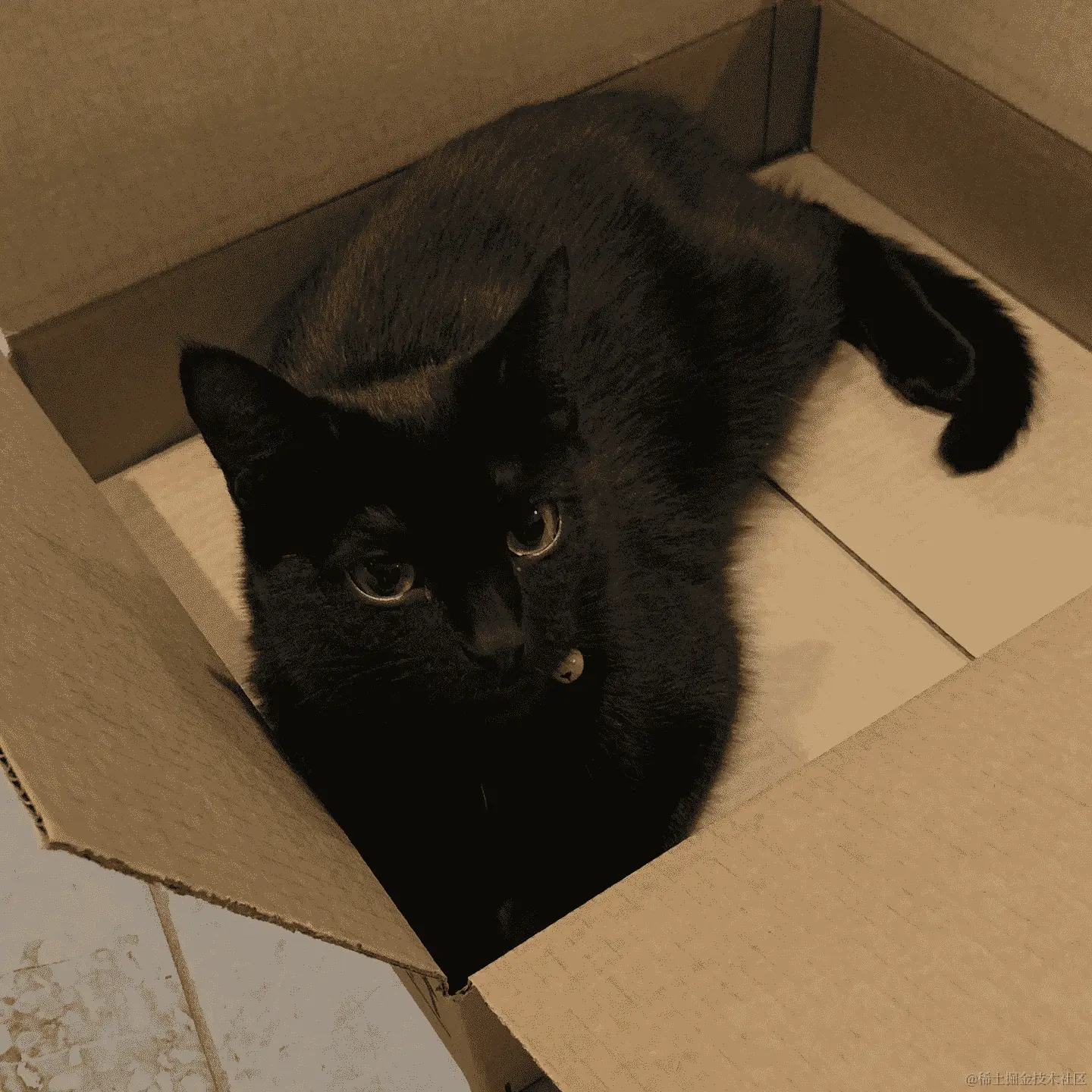 一个黑猫在盒子里的图片