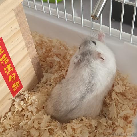敲敲敲敲暴你脑袋于2023-12-14 16:31发布的图片