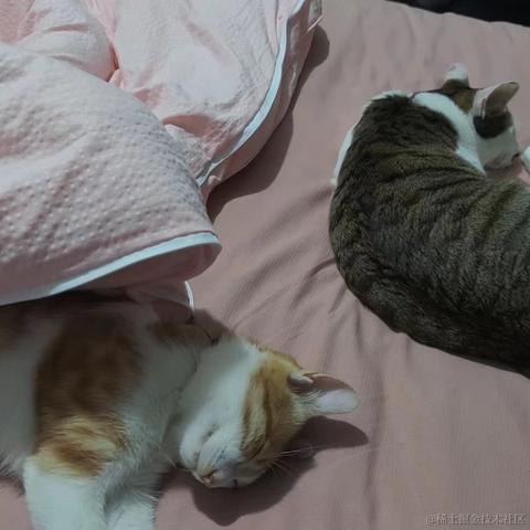 梦想是回家养猪于2024-01-08 15:07发布的图片