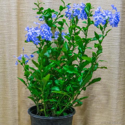 牛肉烧板黎于2022-06-08 08:44发布的图片