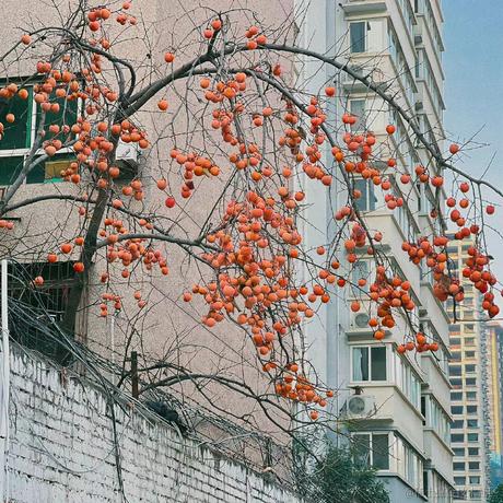 在鸟笼外向你说晚安于2022-11-17 21:17发布的图片