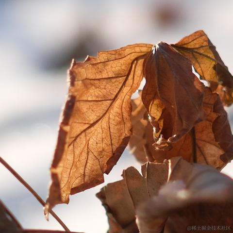 瞌睡柴于2022-11-27 02:43发布的图片