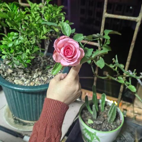 顶碗人1007于2024-05-03 00:24发布的图片