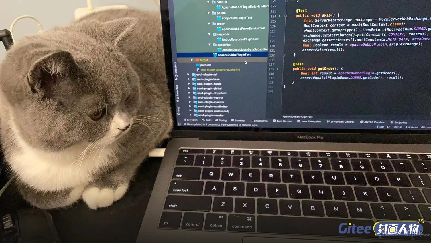 肖宇的猫咪之一——布丁