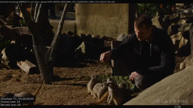 到动物园中寻找参考，学习狐獴的毛发细节