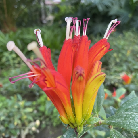 小蚊酱于2020-10-10 08:37发布的图片