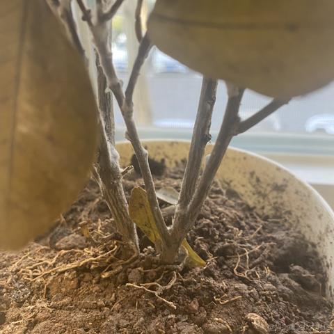 北洋于2023-02-02 09:24发布的图片