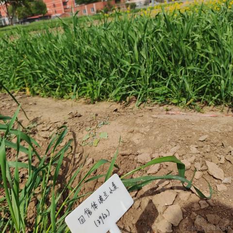 何为我尔于2023-05-02 23:47发布的图片