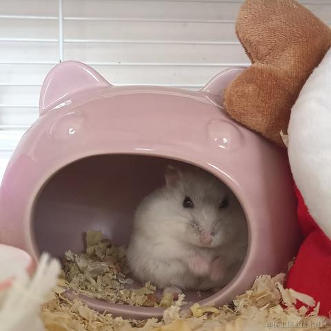 敲敲敲敲暴你脑袋于2023-11-11 13:52发布的图片