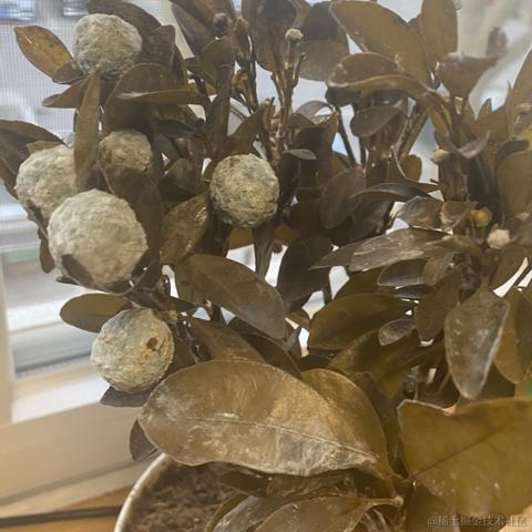 北洋于2023-02-02 09:24发布的图片