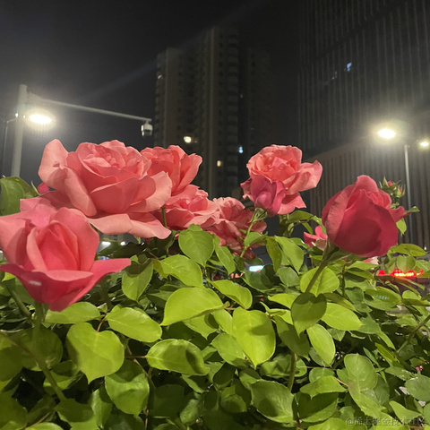 哑巴湖小水怪于2022-04-22 09:16发布的图片