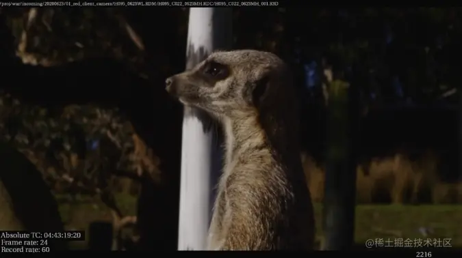 到动物园中寻找参考，学习狐獴的毛发细节