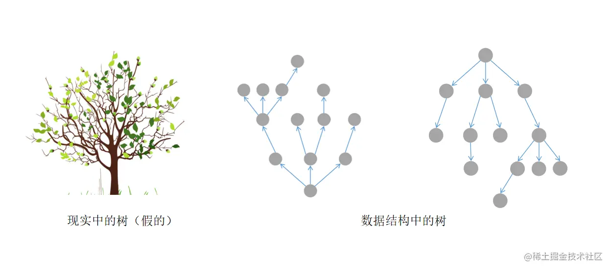 现实中的树和计算机中的树