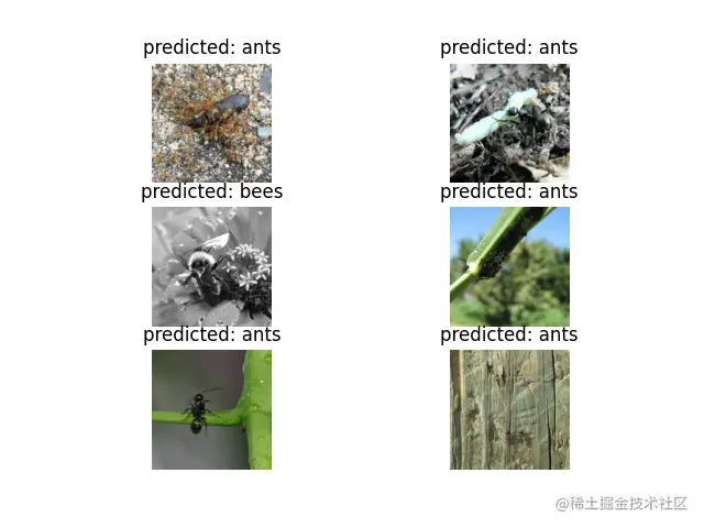 预测：蚂蚁，预测：蚂蚁，预测：蜜蜂，预测：蚂蚁，预测：蚂蚁，预测：蚂蚁