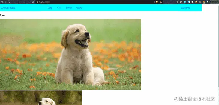 Final demo of our example animal app