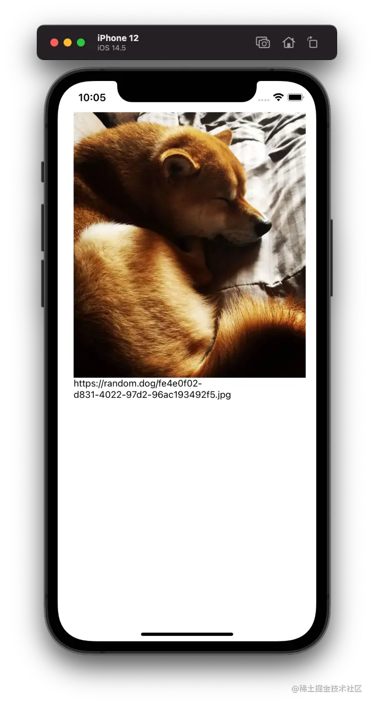 Dog Picture on Device