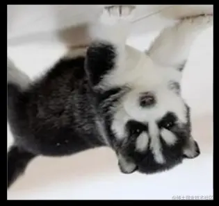 image-20210411233236387