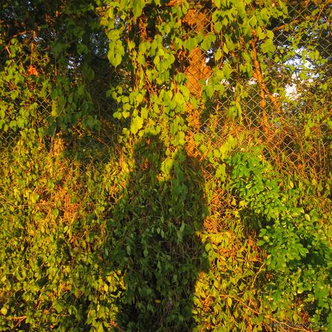 Yj家的孺子牛于2022-10-11 23:31发布的图片