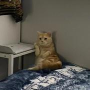 ScyllaSerrata的个人资料头像