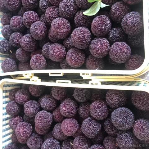 坚果派_坚果于2022-06-14 06:54发布的图片