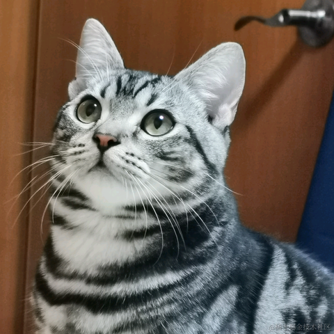 CatWatermelon于2022-12-13 00:37发布的图片